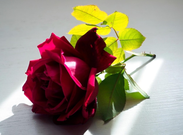 Big red rose on white table