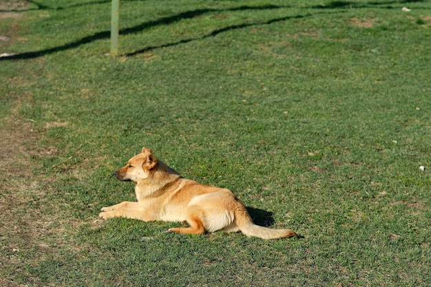 Un grande cane rosso e randagio giace sullo spazio verde dell'erba