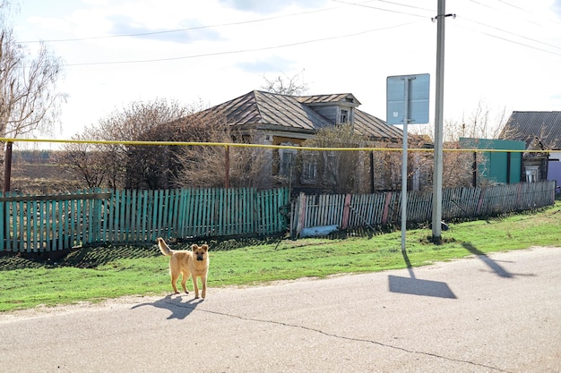 街の外の大きな赤い野良犬 カメラ目線の犬