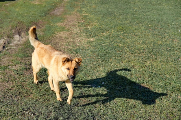 街の外の大きな赤い野良犬 カメラ目線の犬