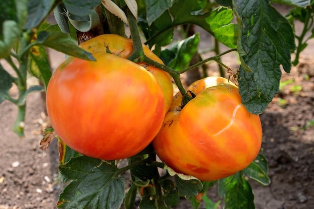 big red tomatoes on the green plant in the garden close up