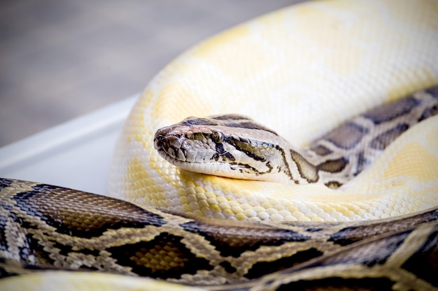 Big Reticulated Python or Boa on floor