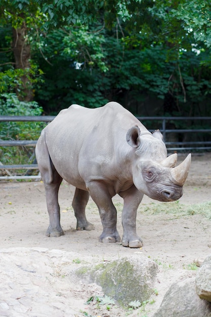 big rhino in the zoo