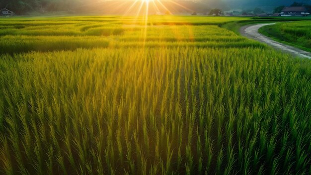 Big rice field in morning in thailand