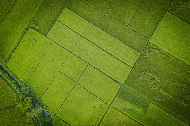 Big rice fields