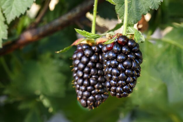 big ripe blackberries on the bush with selective focus