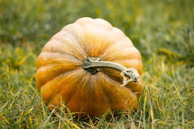 Grande zucca matura sull'erba. sfondo autunnale. concetto di natura. halloween, ringraziamento.