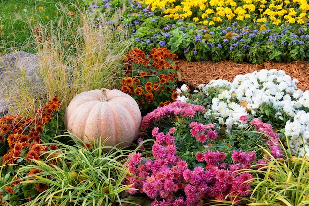 Big ripe pumpkin lying on the ground in garden among the flowers.