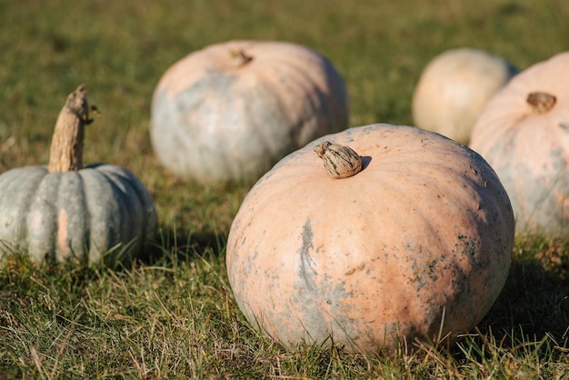 Big ripe pumpkins of light orange and green colours on green grass