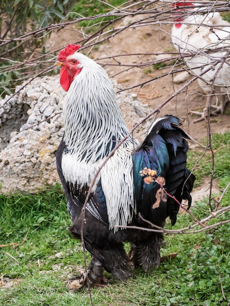 Big rooster with black plumage and feathers on the legs and head with white feathers standing looking around on the grass of a farm