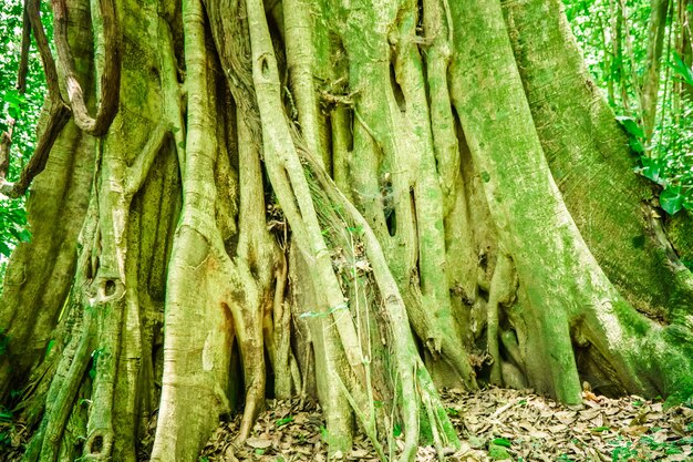 緑豊かな公園の大きな根の木