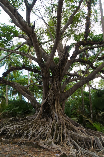 Big roots above the surface. Old tree with large roots in the dense thickets of the jungle in Southeast Asia.