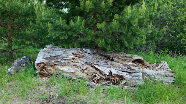 Big rotten tree lying under a pine tree on the grass in the forest