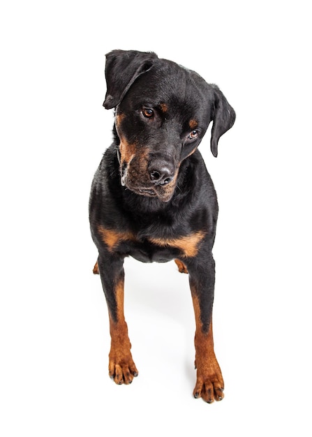 Big Rottweiler Dog Looking Down