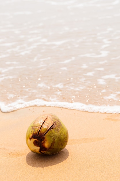 Big royal coconut on golden sand by the ocean 