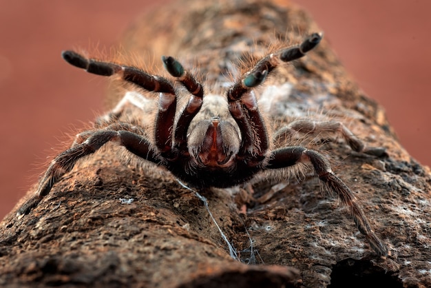 Big scary spider ready to attack