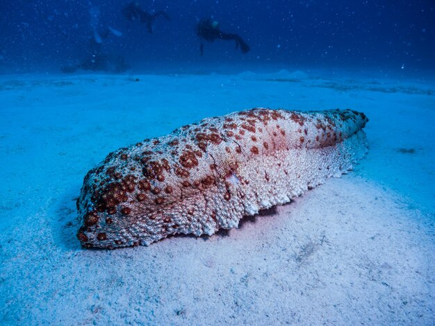 Big sea cucumber underwater photography