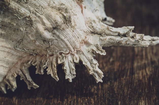 Big sea shell on a dark background