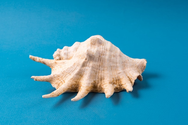 Big sea shell isolated on blue.