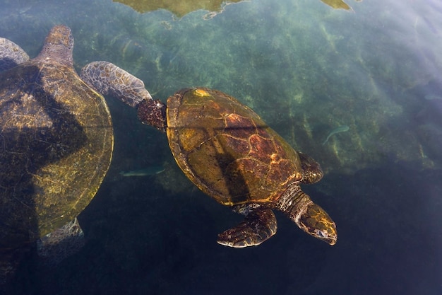 Big sea turtle