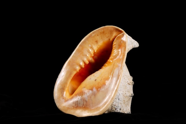 Big seashell on a black background close up