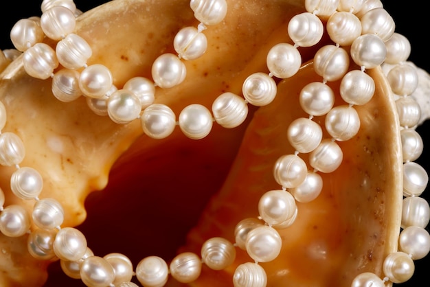 Big seashell with pearls on a black background close up