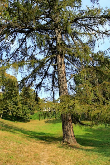 big Sequoia sempervirens near the path in Kachanivka park