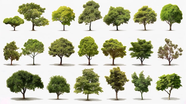 Big set of 3D Green Trees Isolated on white background Use for visualization in architectural design or garden decorate