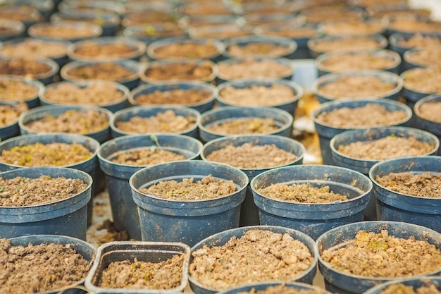 Big set of pots for growing seedlings