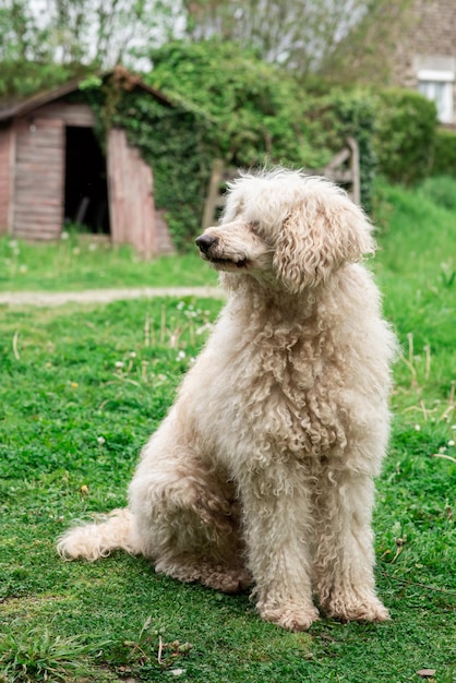 Big shaggy dog on the green grass White royal poodle