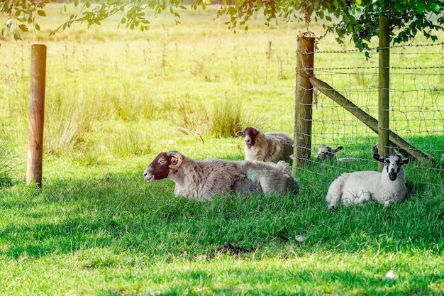 農場の牧草地の大きな羊