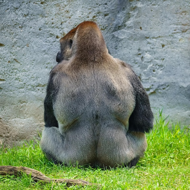 Big silverbacked gorilla sitting on the grass on his back