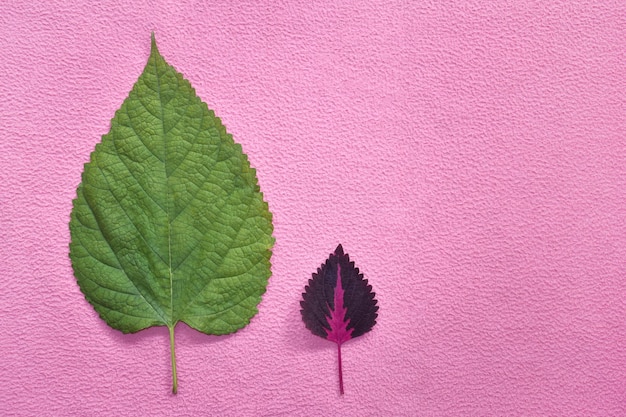 Foto foglia grande e piccola isolata su sfondo rosa