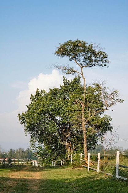 Big and small tree