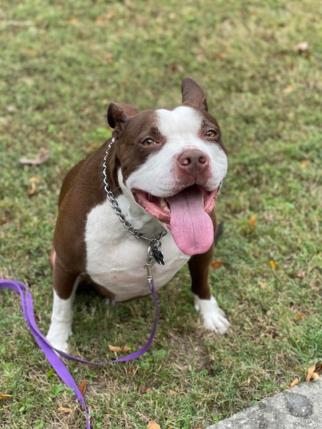 Foto un grande sorriso dal mio bulldog americano cooper.