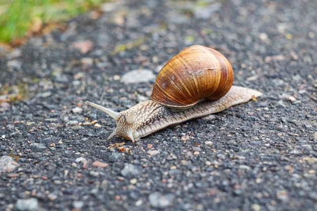Big snail crawling on the asphalt close up