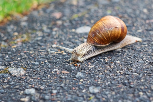 Big snail crawling on the asphalt close up