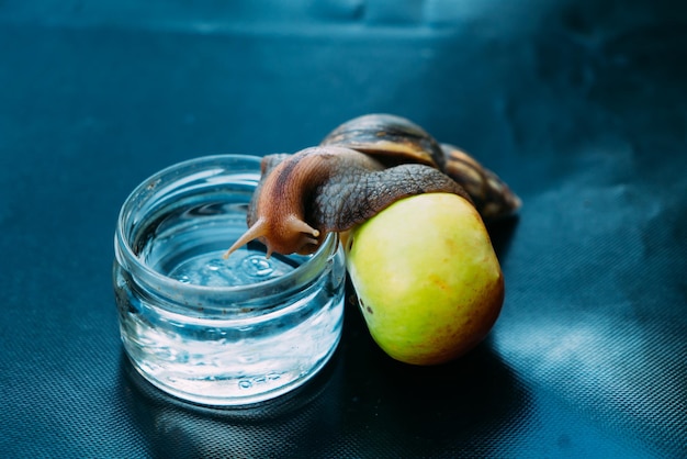 A big snail leans on an apple and climbs into a jar with water African snail Achatina is the largest land mollusk