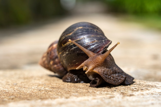 Big snail in shell crawling on road