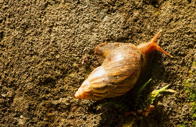 セメントの壁を歩く大きなカタツムリ