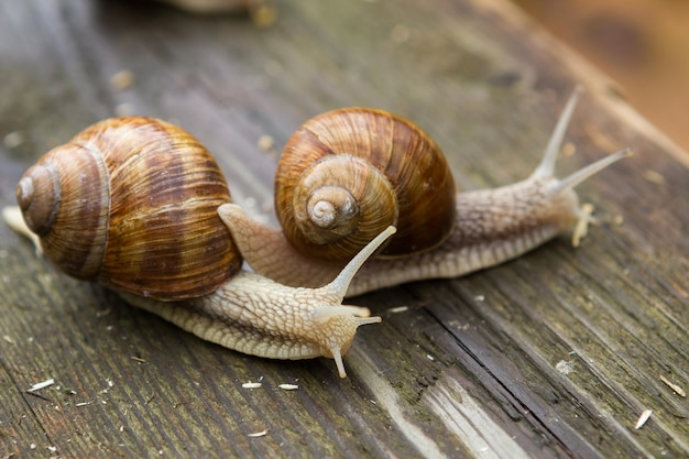 Big snails on wooden table after rain