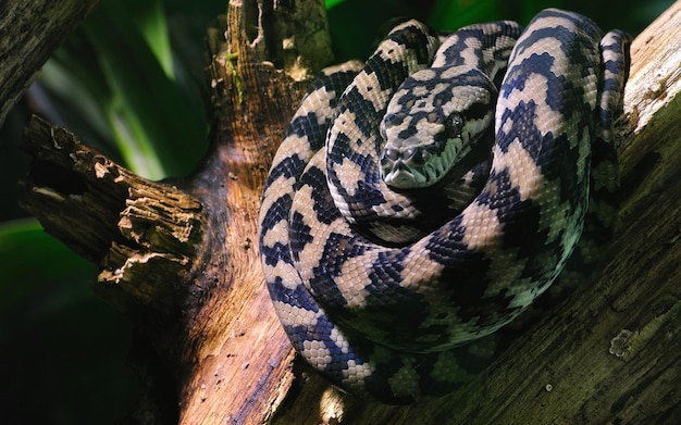 Photo big snake on a tree in the forest