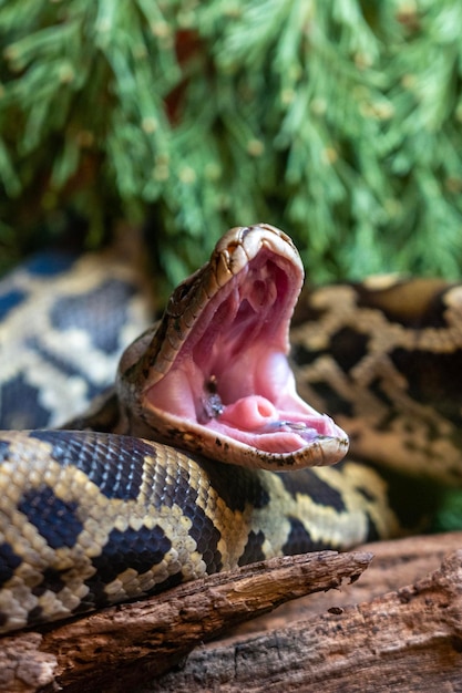 Big snake with open mouth