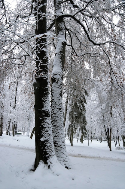 Big snow covered tree in winter city park