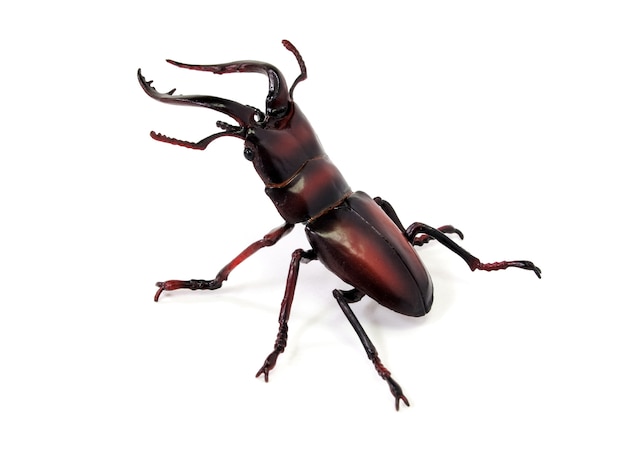 Big stag beetle (Lucanus cervus)