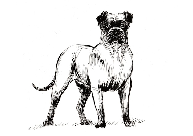 Big standing dog. Ink black and white drawing