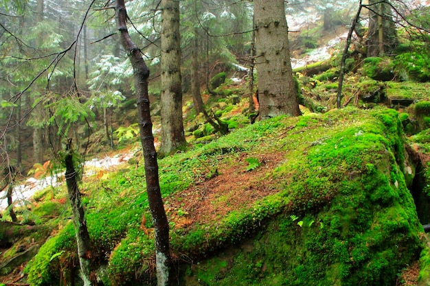 密林の中に緑の苔が生い茂った大きな石 常緑樹 濃い霧の中の山林 大きなトウヒと苔むした石のある常緑林 木の霧 野生の針葉樹林