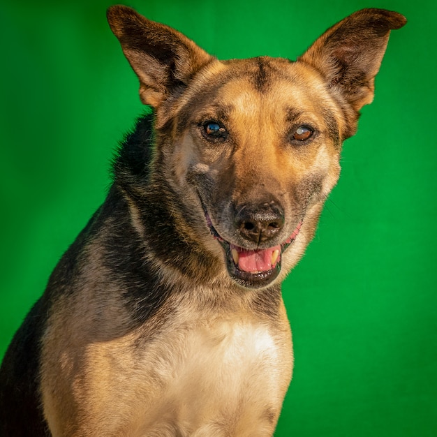 写真 緑の背景に大きな通り犬