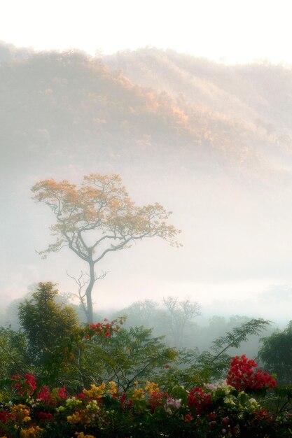 写真 大きな驚くべき木 自然と霧の中に