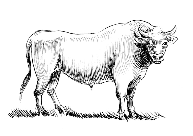 大きな強い雄牛。インク白黒描画